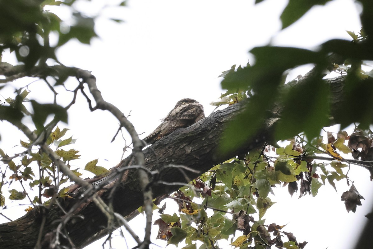 Лагс эргүүбор - ML645633425