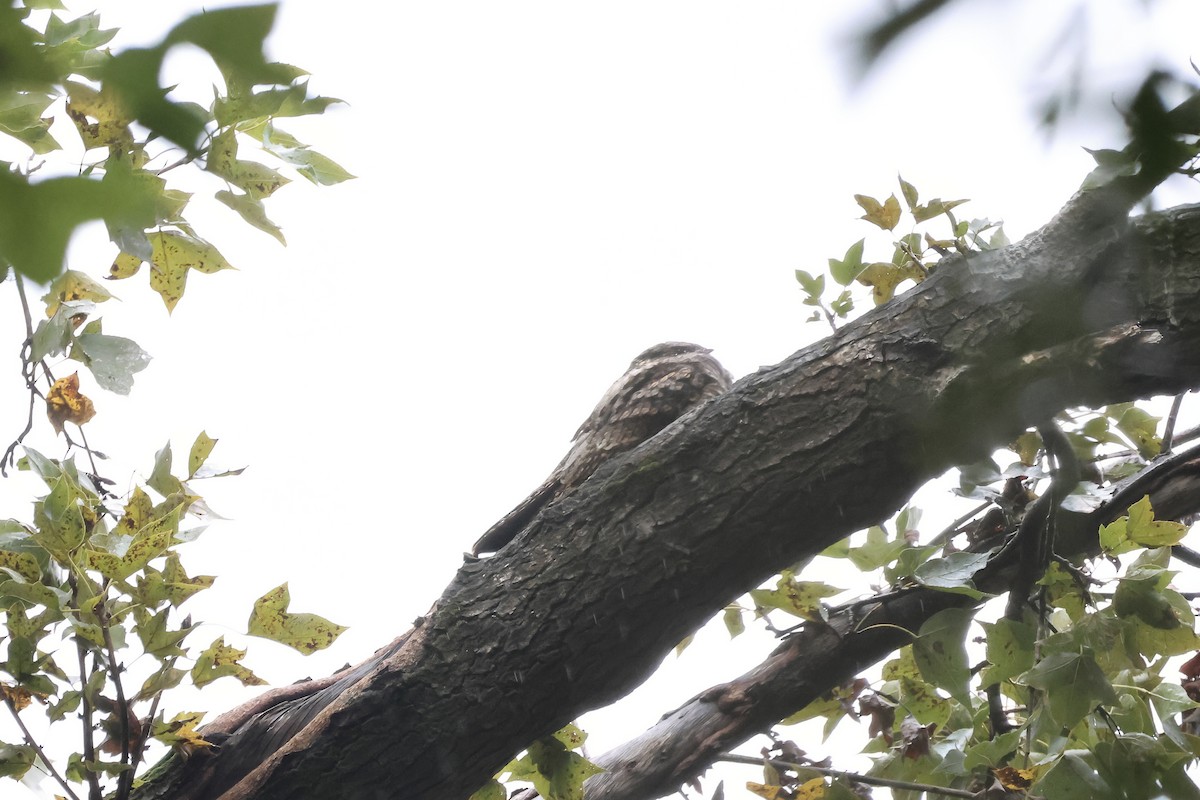 Gray Nightjar - ML645633426