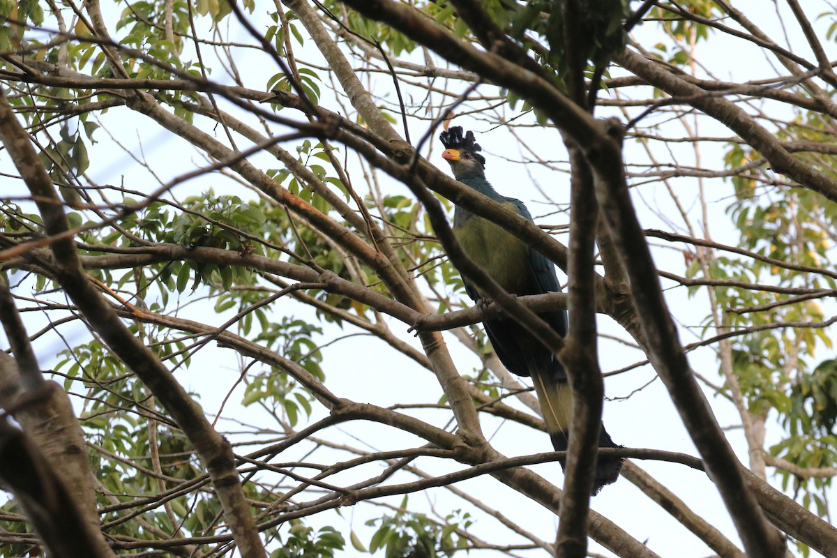 turako velký - ML645633431