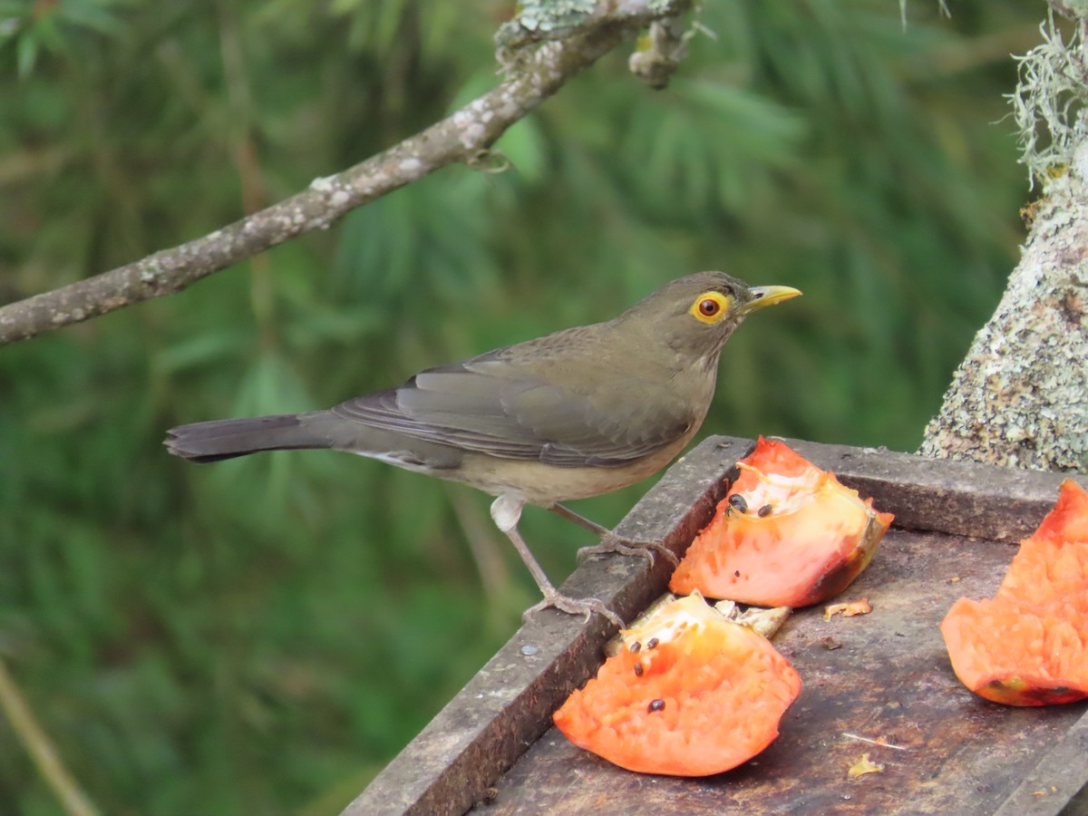 Spectacled Thrush - ML645633432