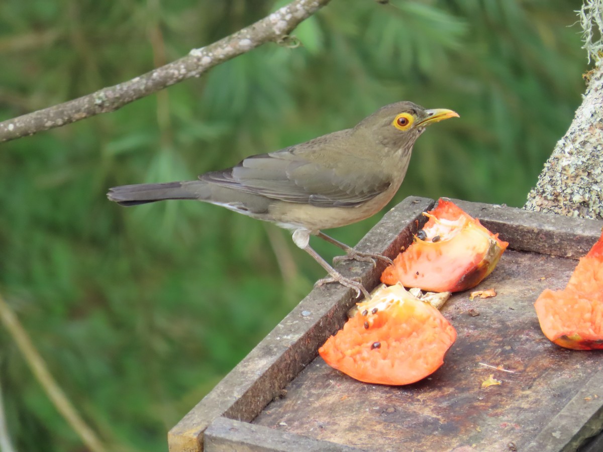 Spectacled Thrush - ML645633433