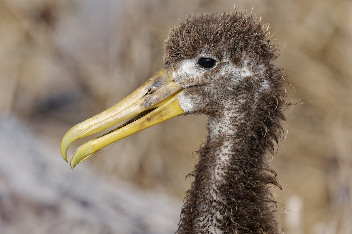 Waved Albatross - ML645633434
