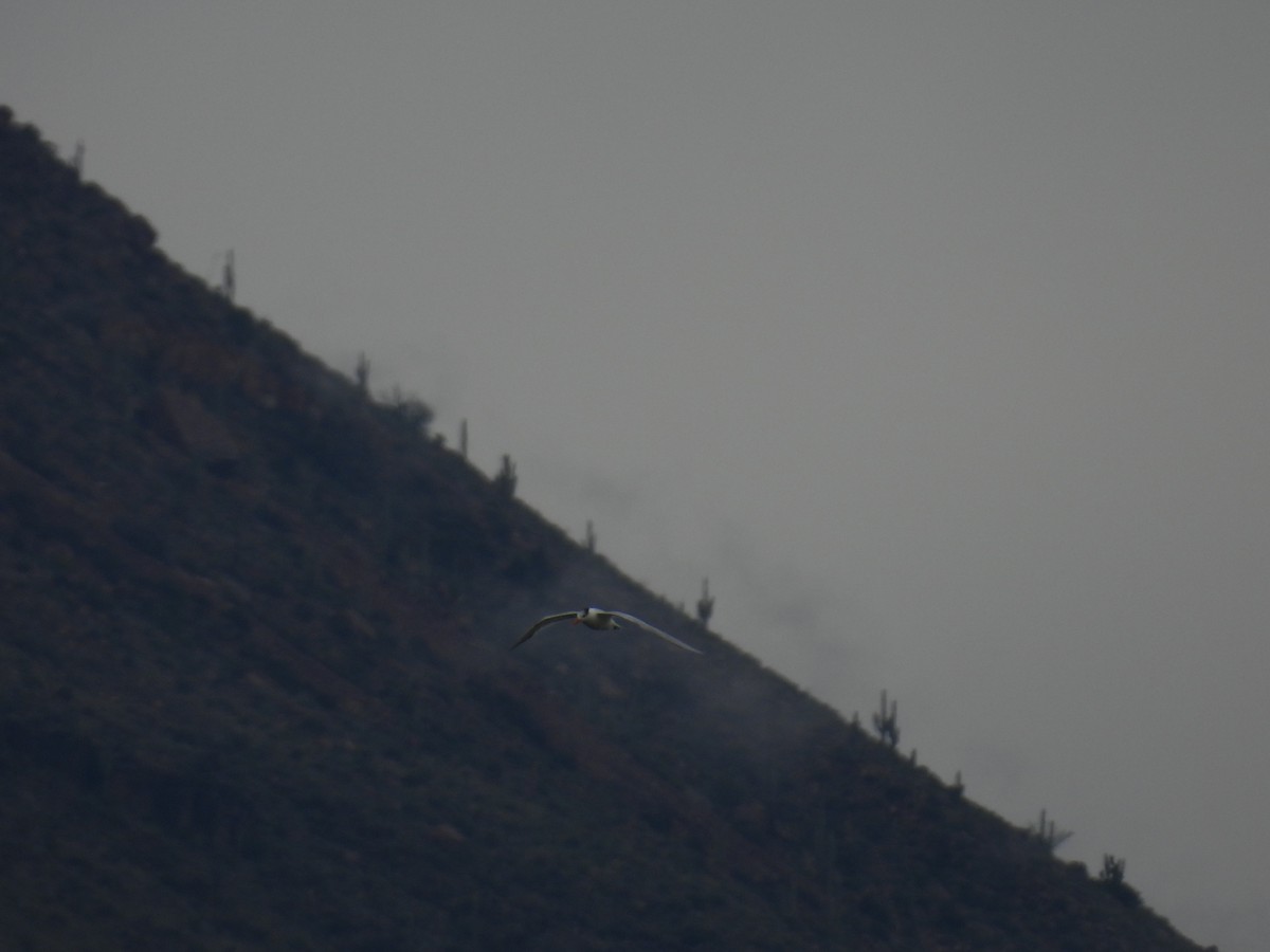 Royal Tern - ML645633436