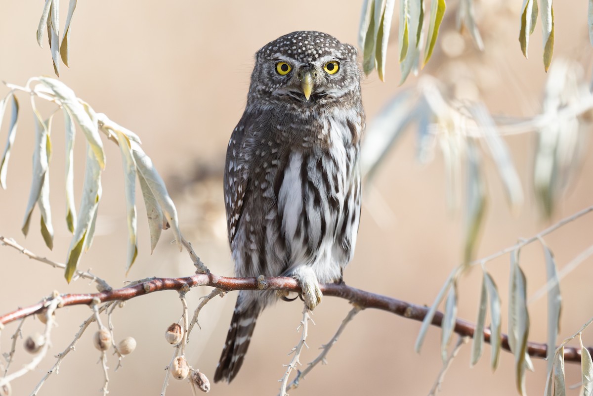 Northern Pygmy-Owl - ML645633445