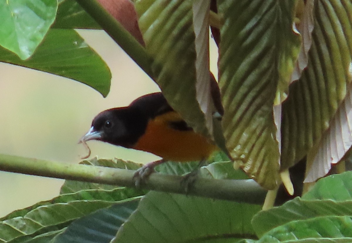 Балтиморский трупиал - ML645633446