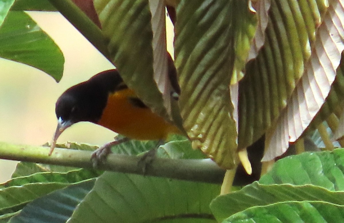 Балтиморский трупиал - ML645633447