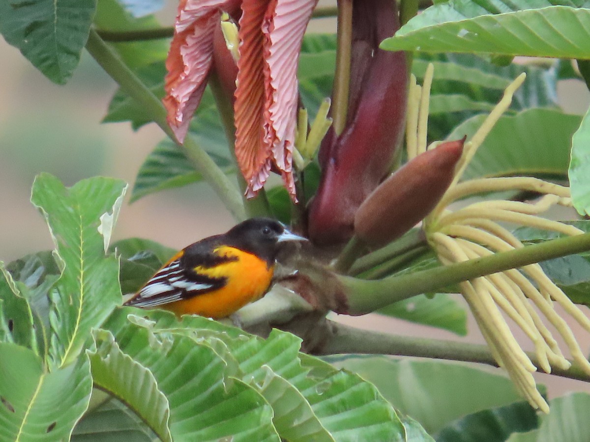 Балтиморский трупиал - ML645633448