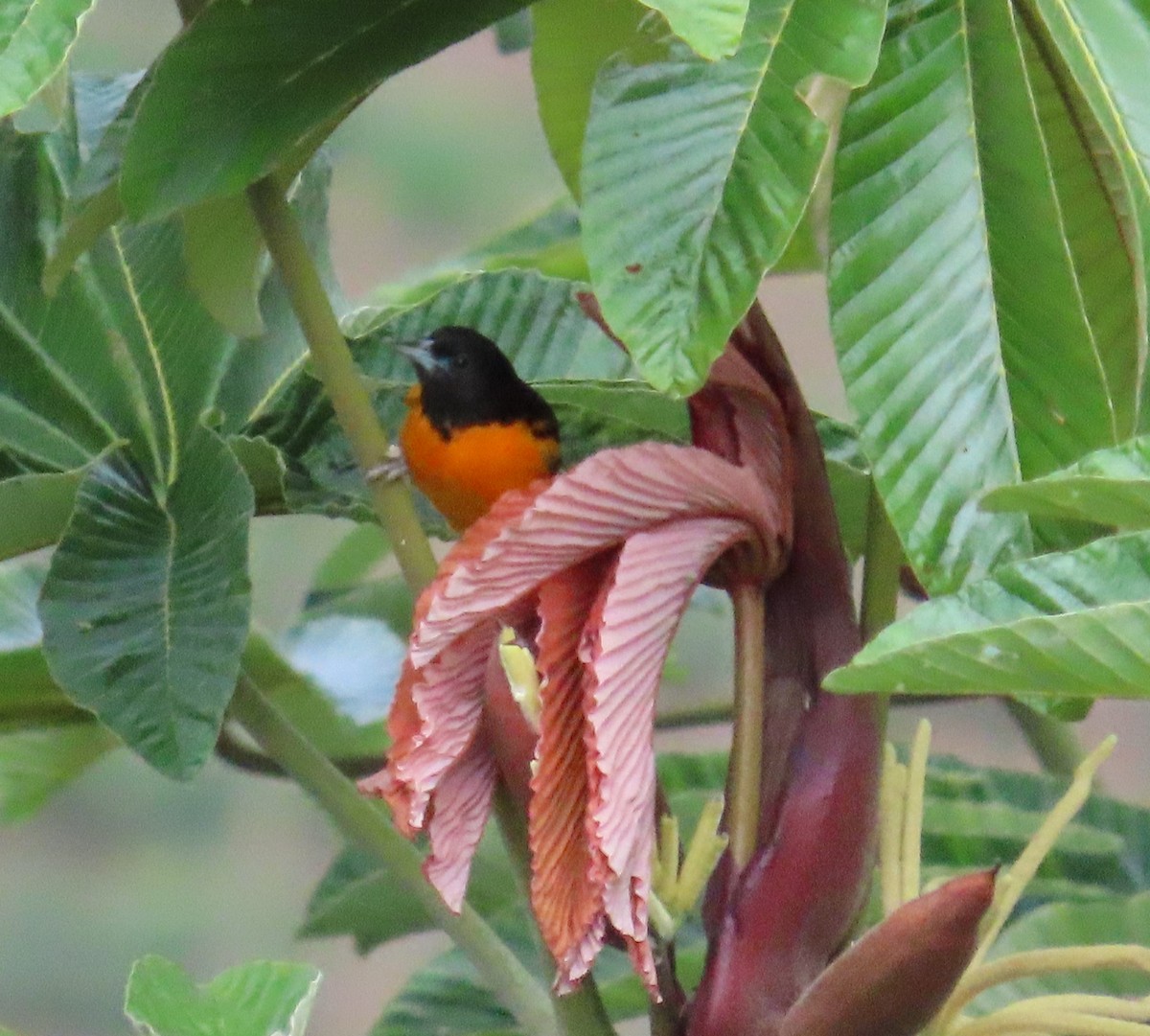 Балтиморский трупиал - ML645633449