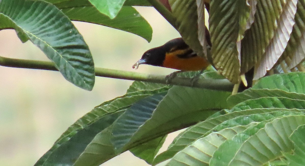 Балтиморский трупиал - ML645633450