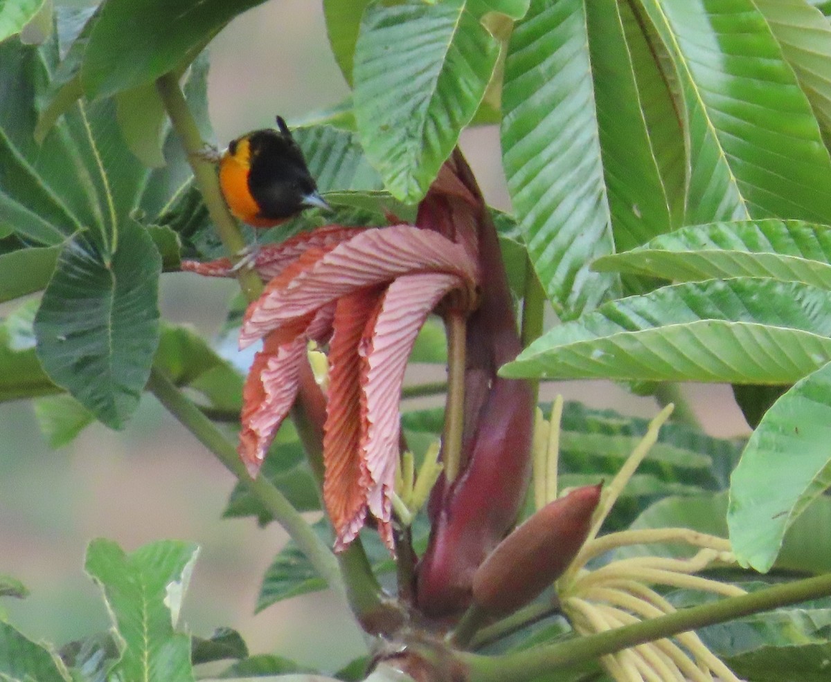 Балтиморский трупиал - ML645633451