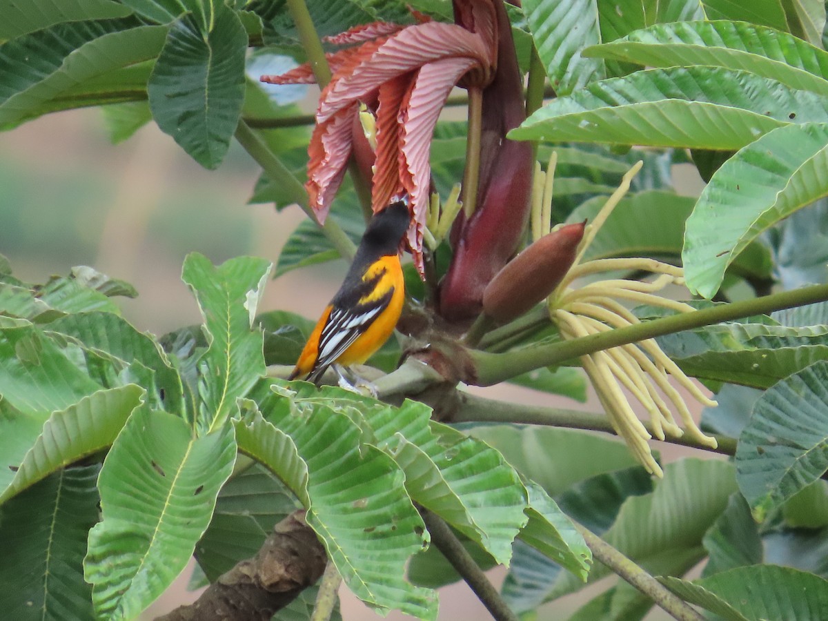 Балтиморский трупиал - ML645633452