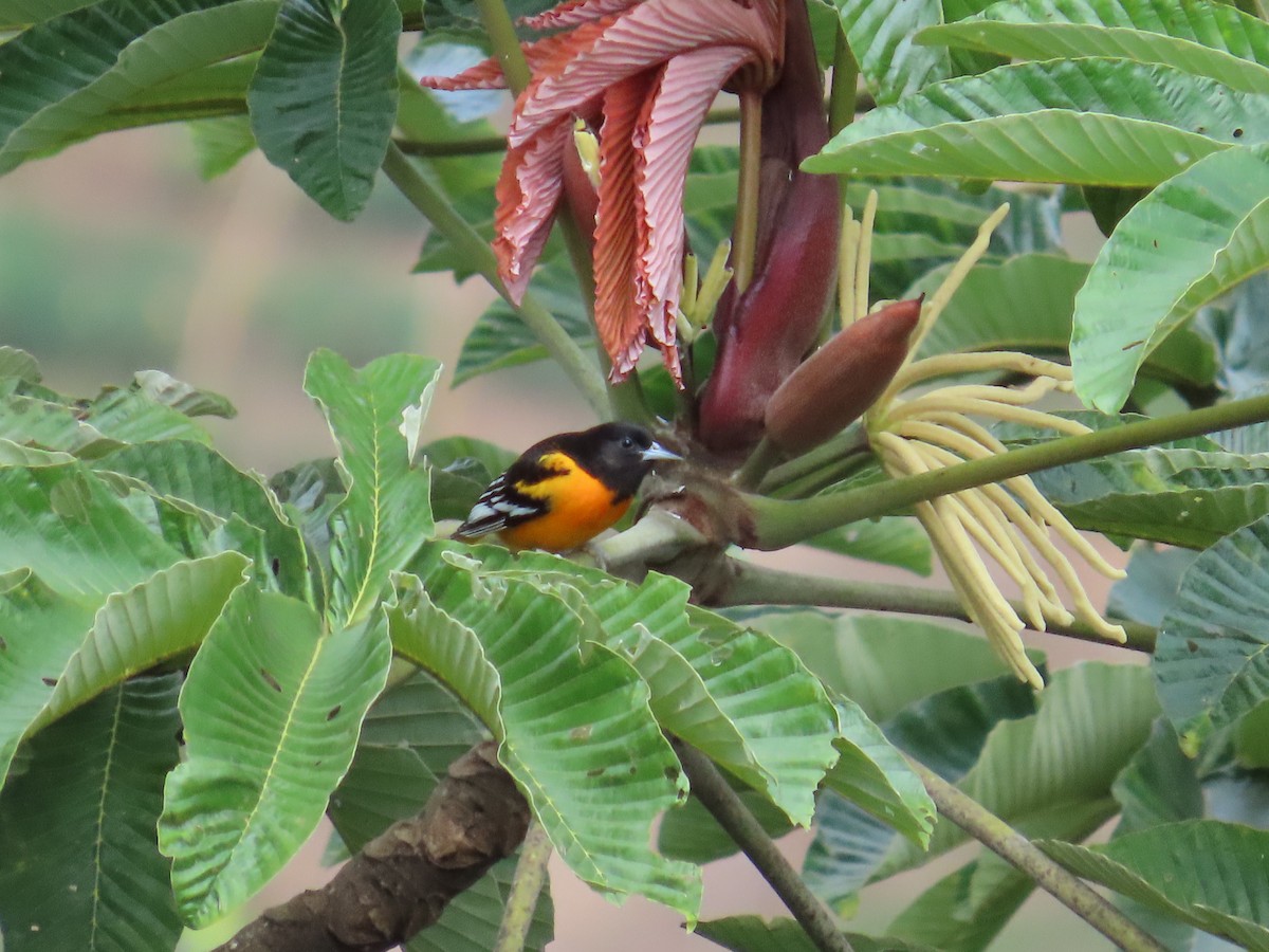 Балтиморский трупиал - ML645633453