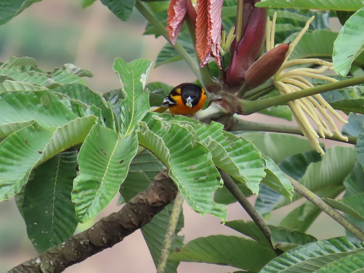 Балтиморский трупиал - ML645633454