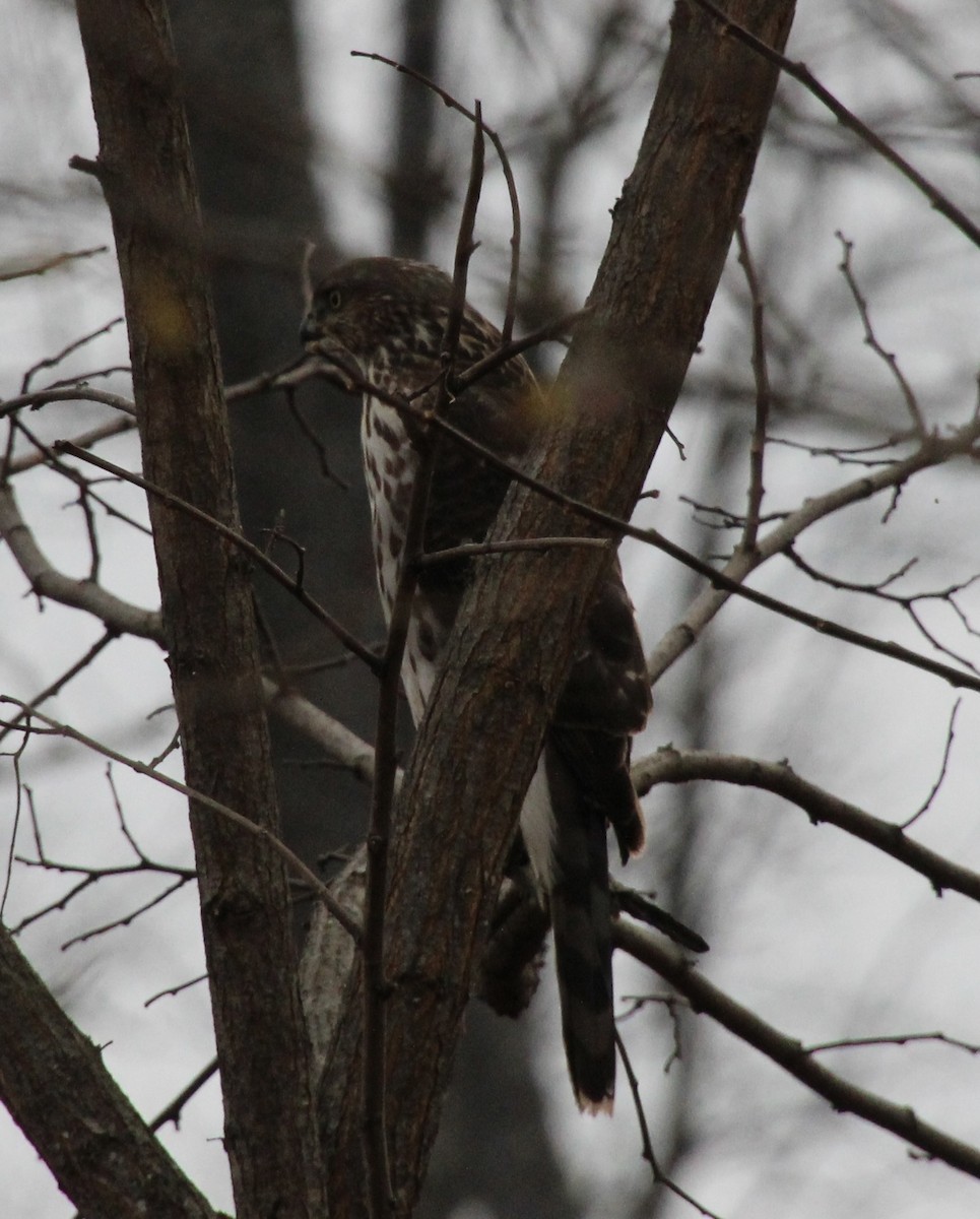 クーパーハイタカ - ML645633455