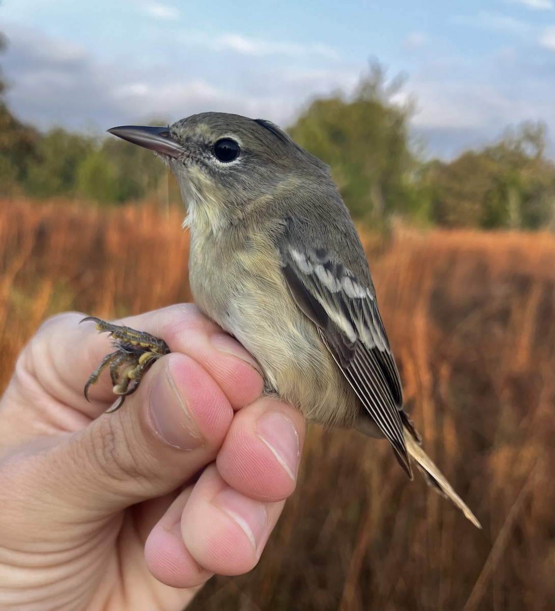 Pine Warbler - ML645633456