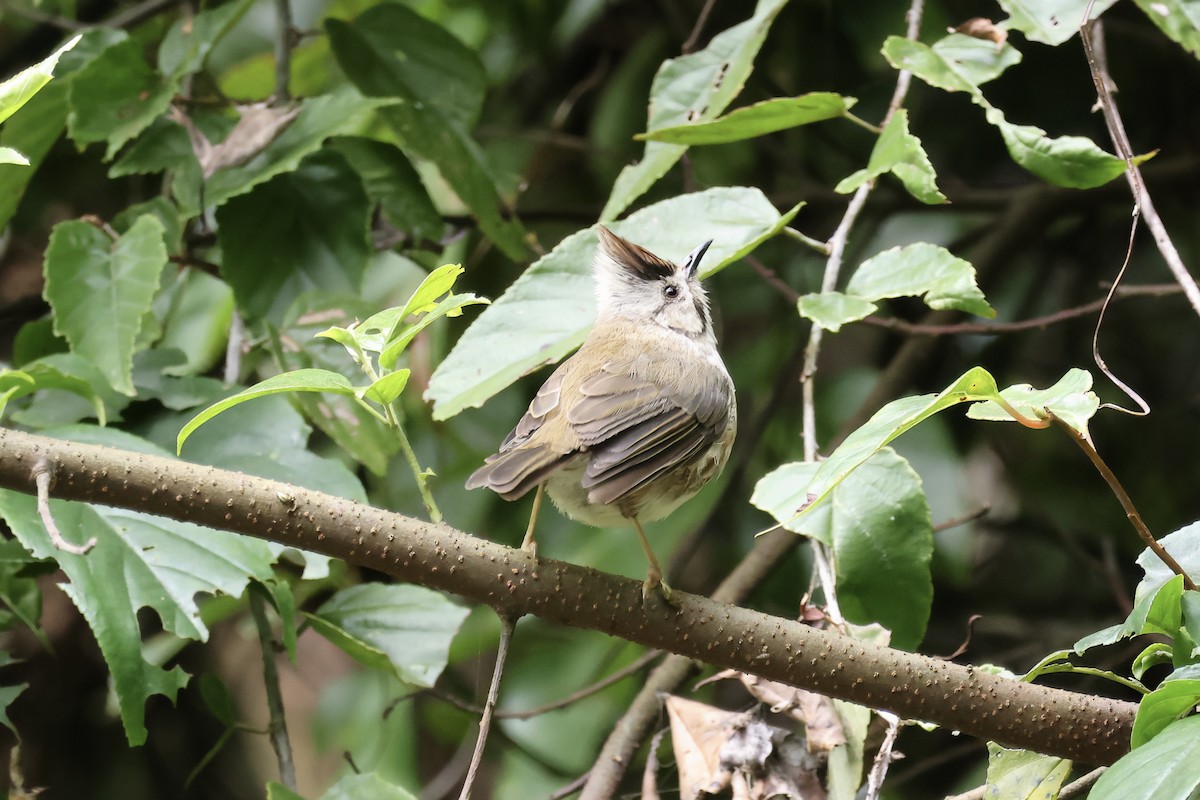 Taiwan Yuhina - ML645633457