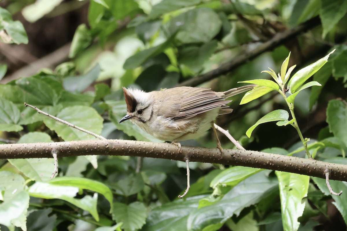 Taiwan Yuhina - ML645633458
