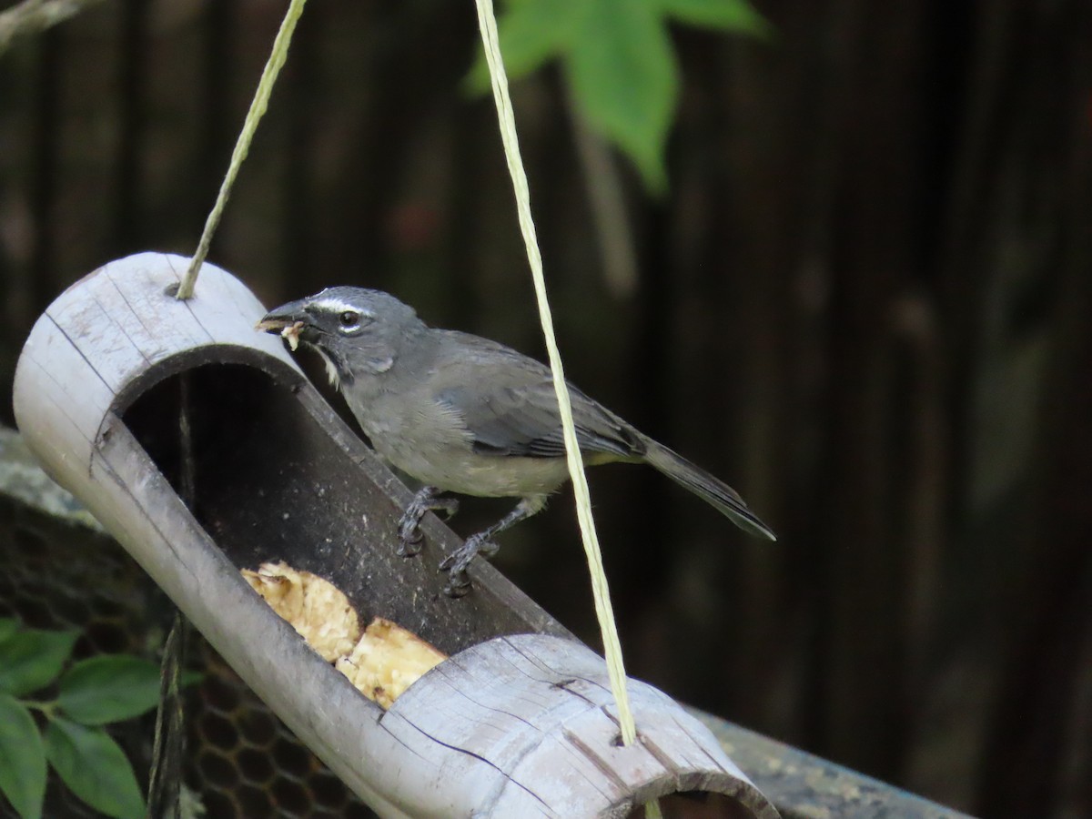 Olive-gray Saltator - ML645633459