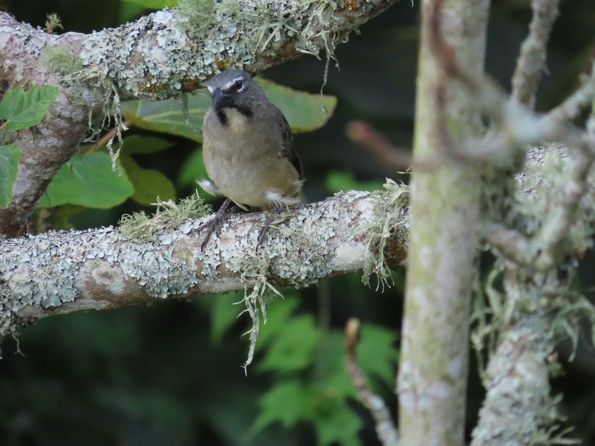 Olive-gray Saltator - ML645633460