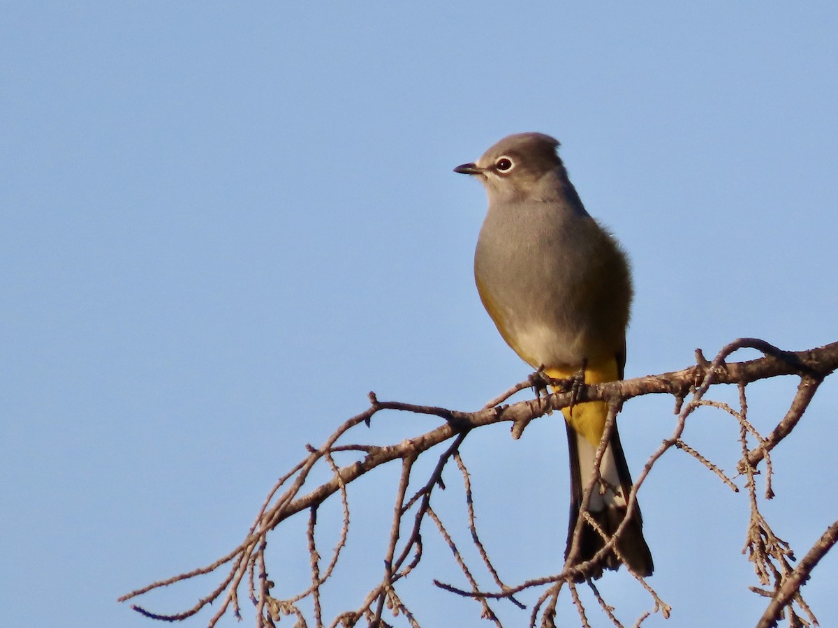Gray Silky-flycatcher - ML645633462
