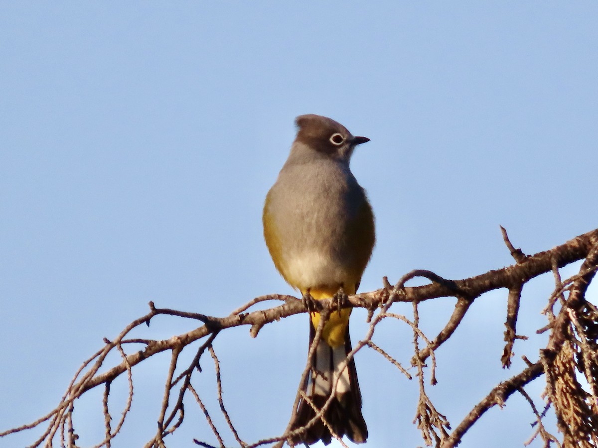 Gray Silky-flycatcher - ML645633463