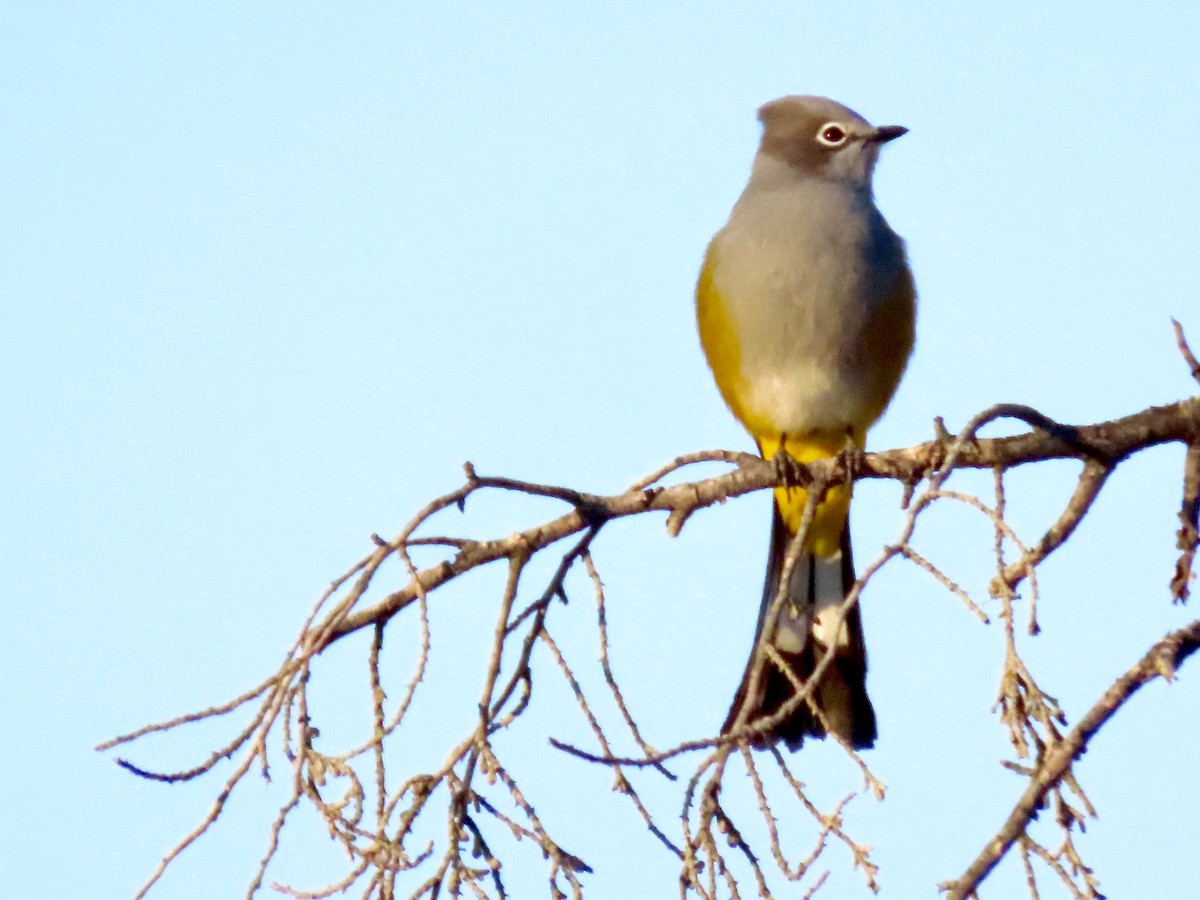 Gray Silky-flycatcher - ML645633464