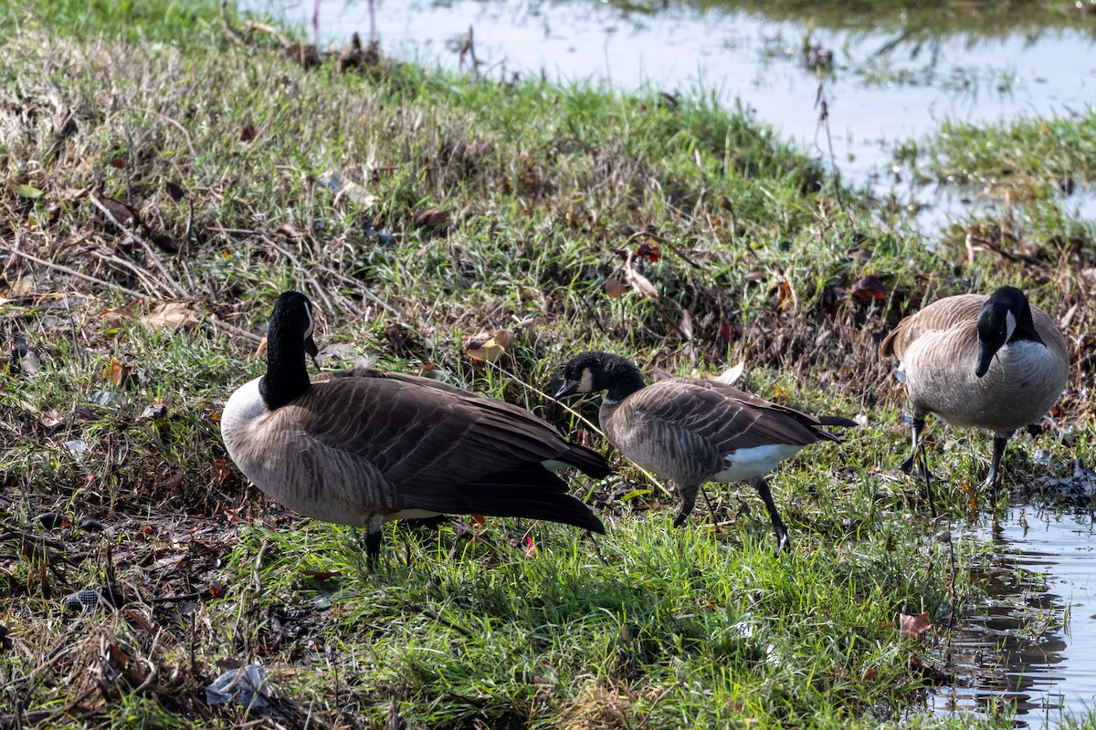 Cackling Goose - ML645633466