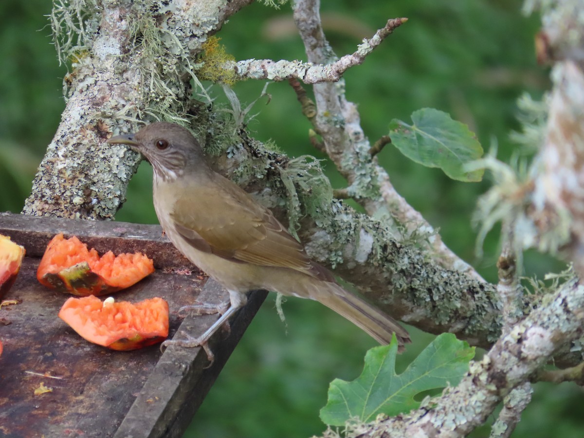 Pale-breasted Thrush - ML645633487