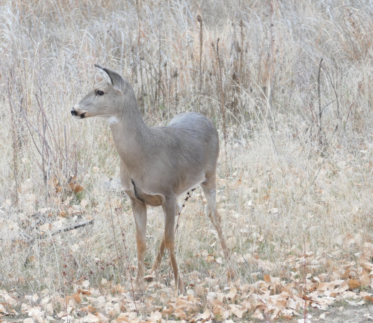 Animals - ML645633489