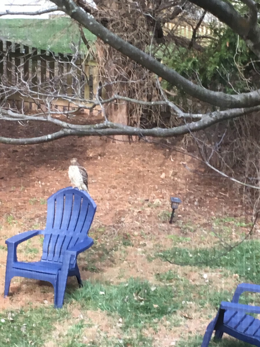 カタアカノスリ - ML645633490