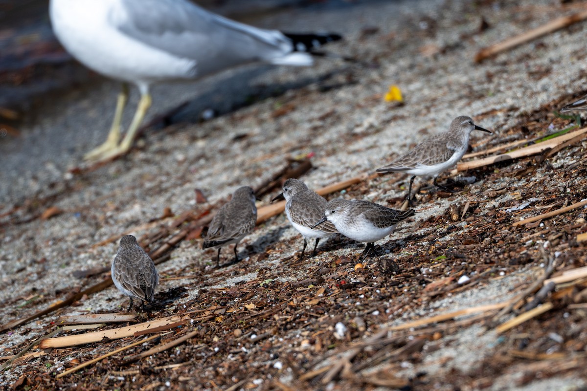 Western Sandpiper - ML645633491