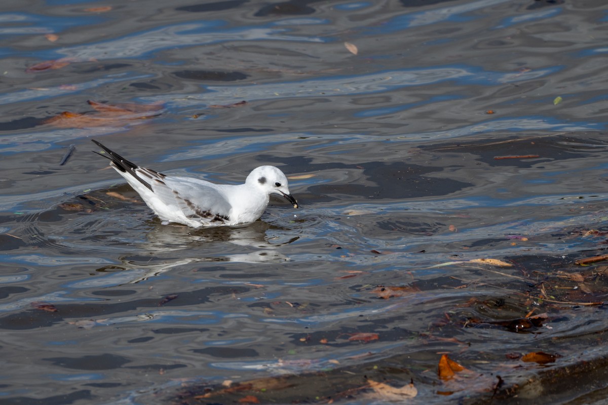 Bonaparte's Gull - ML645633493