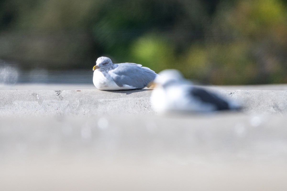 American Herring Gull - ML645633494