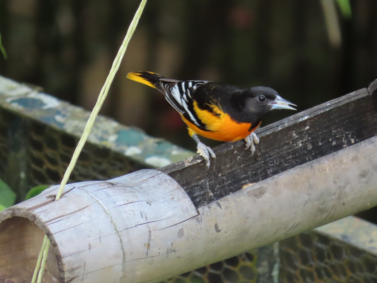 Балтиморский трупиал - ML645633499