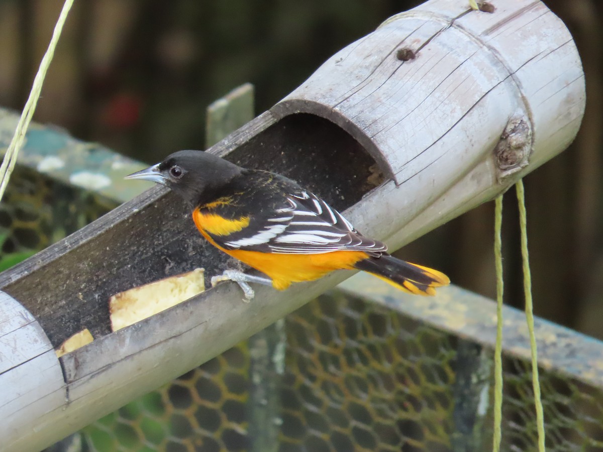 Балтиморский трупиал - ML645633500