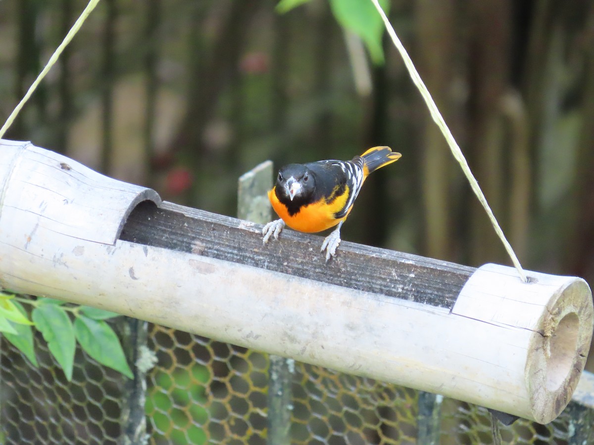 Балтиморский трупиал - ML645633501