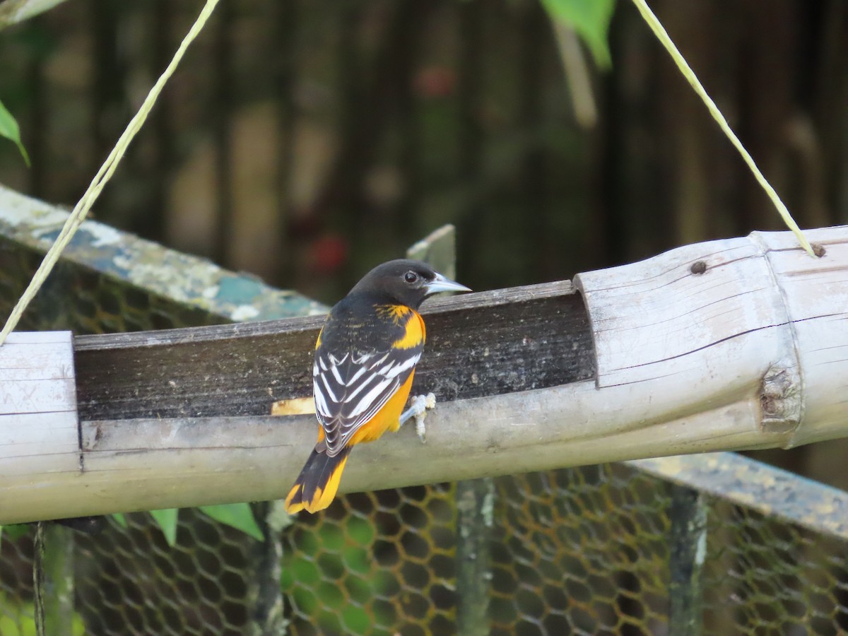 Балтиморский трупиал - ML645633502