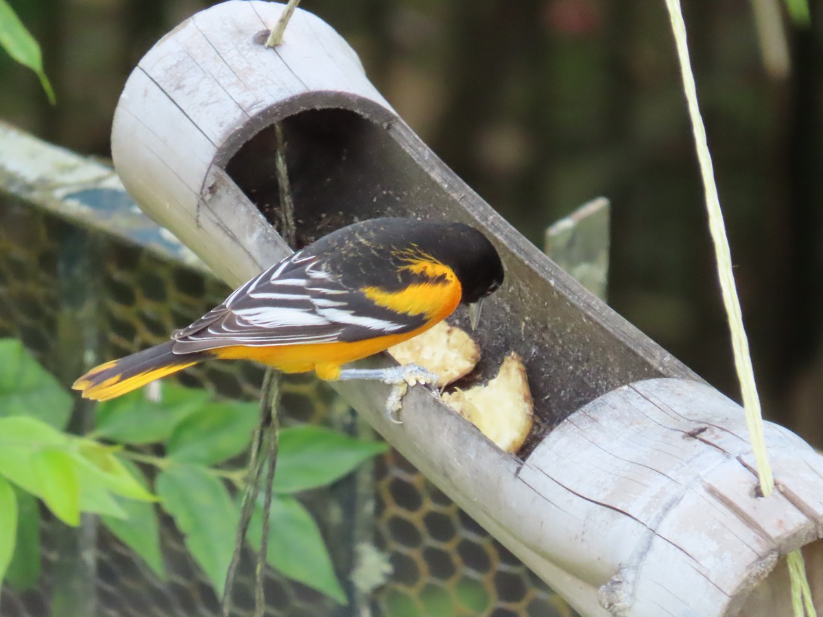 Балтиморский трупиал - ML645633503