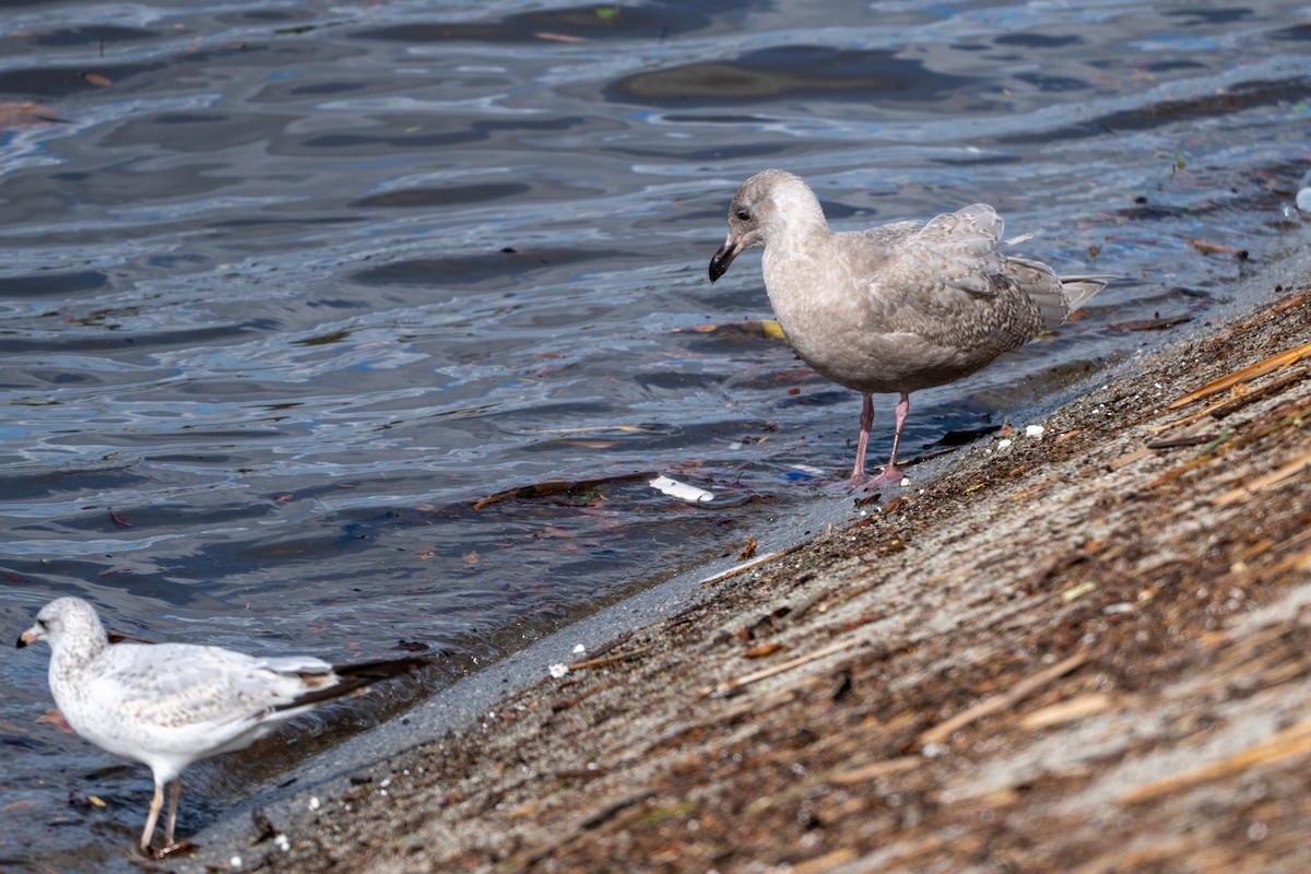 Glaucous-winged Gull - ML645633504