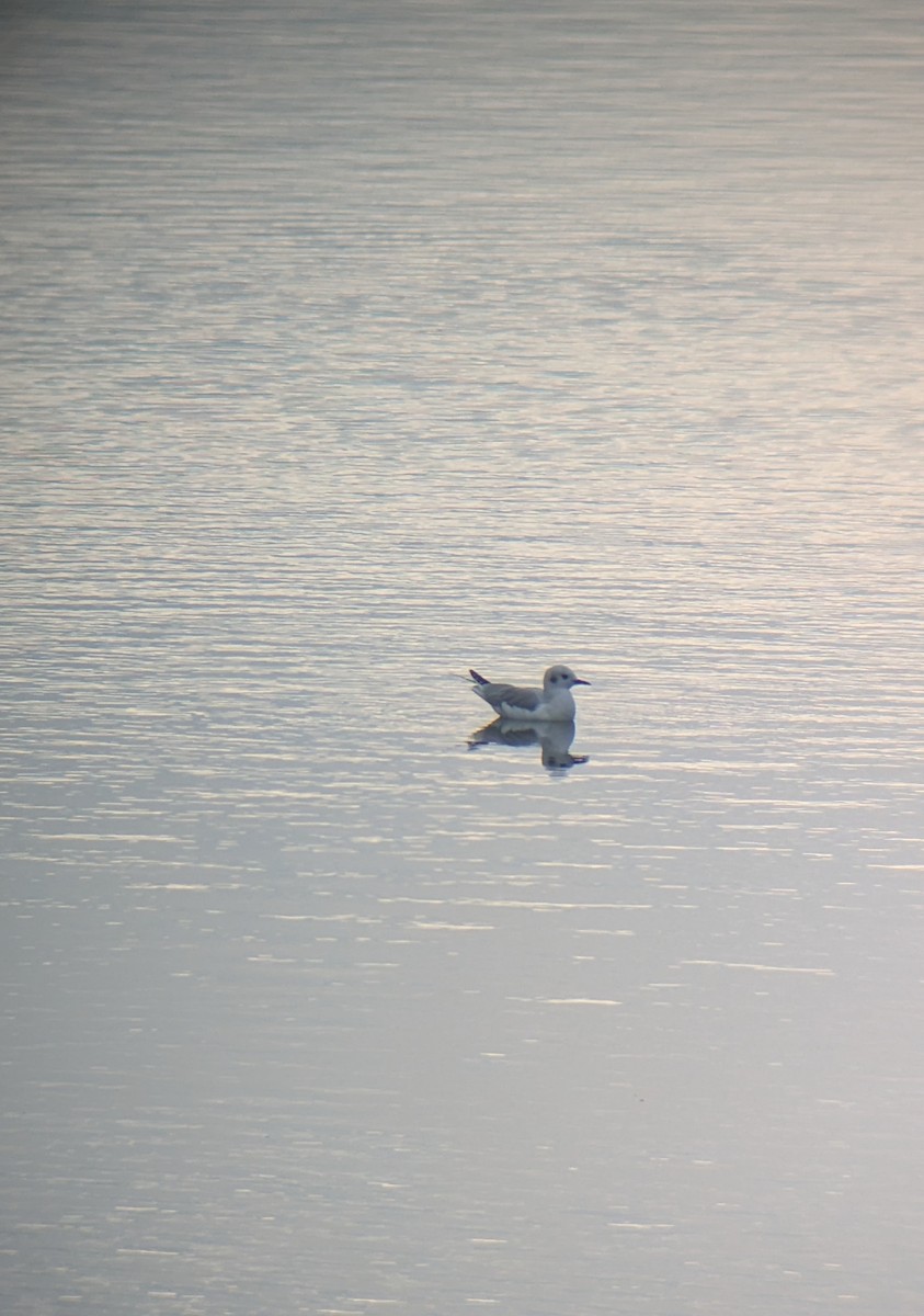 Bonaparte's Gull - ML645633505