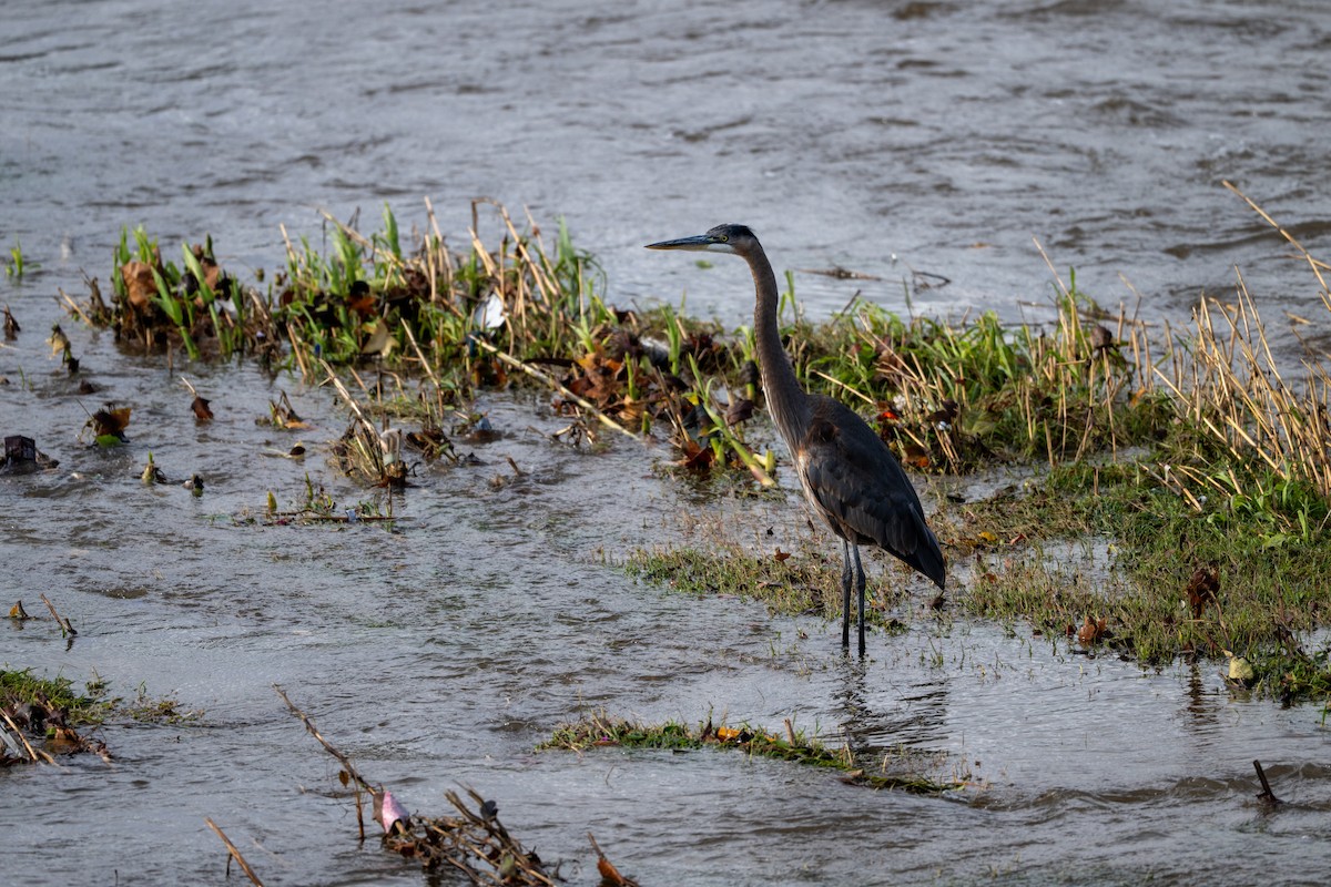 Great Blue Heron - ML645633509