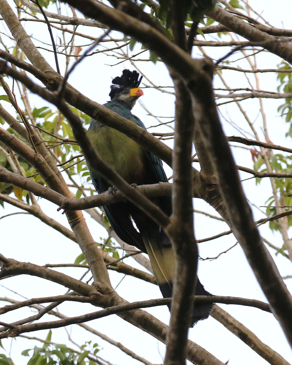 turako velký - ML645633511