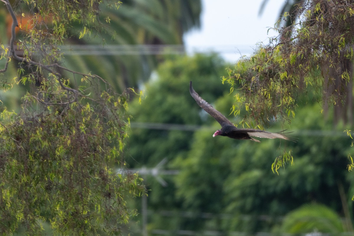 Turkey Vulture - ML645633512