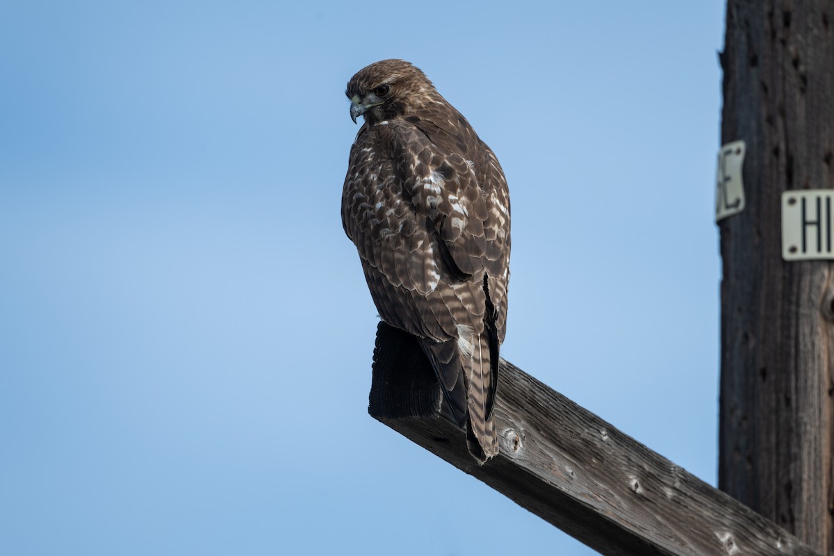 Red-tailed Hawk - ML645633517