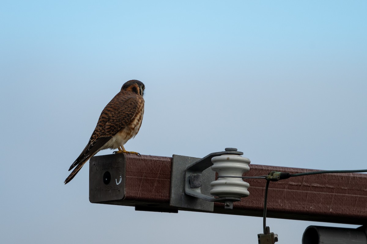 American Kestrel - ML645633524