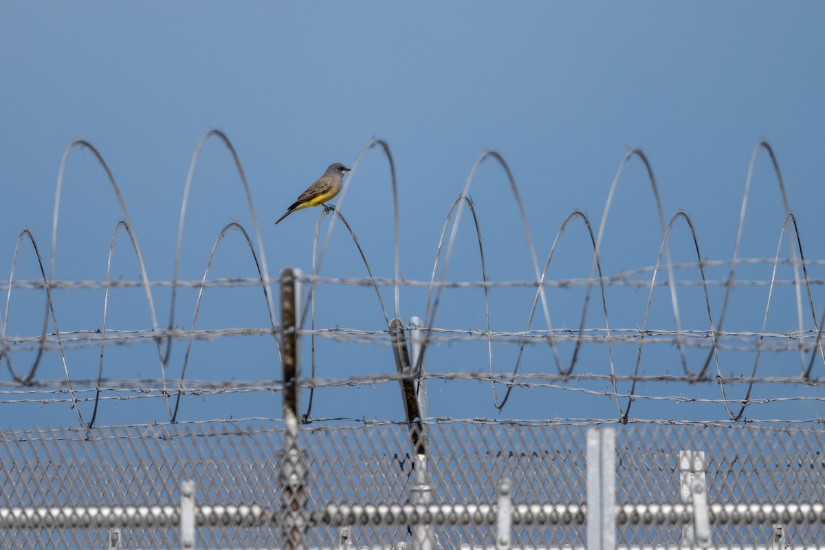 Cassin's Kingbird - ML645633530