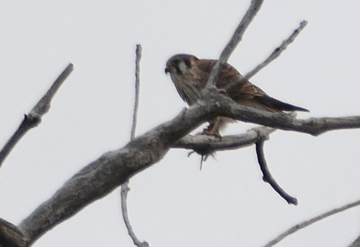 American Kestrel - ML645633531