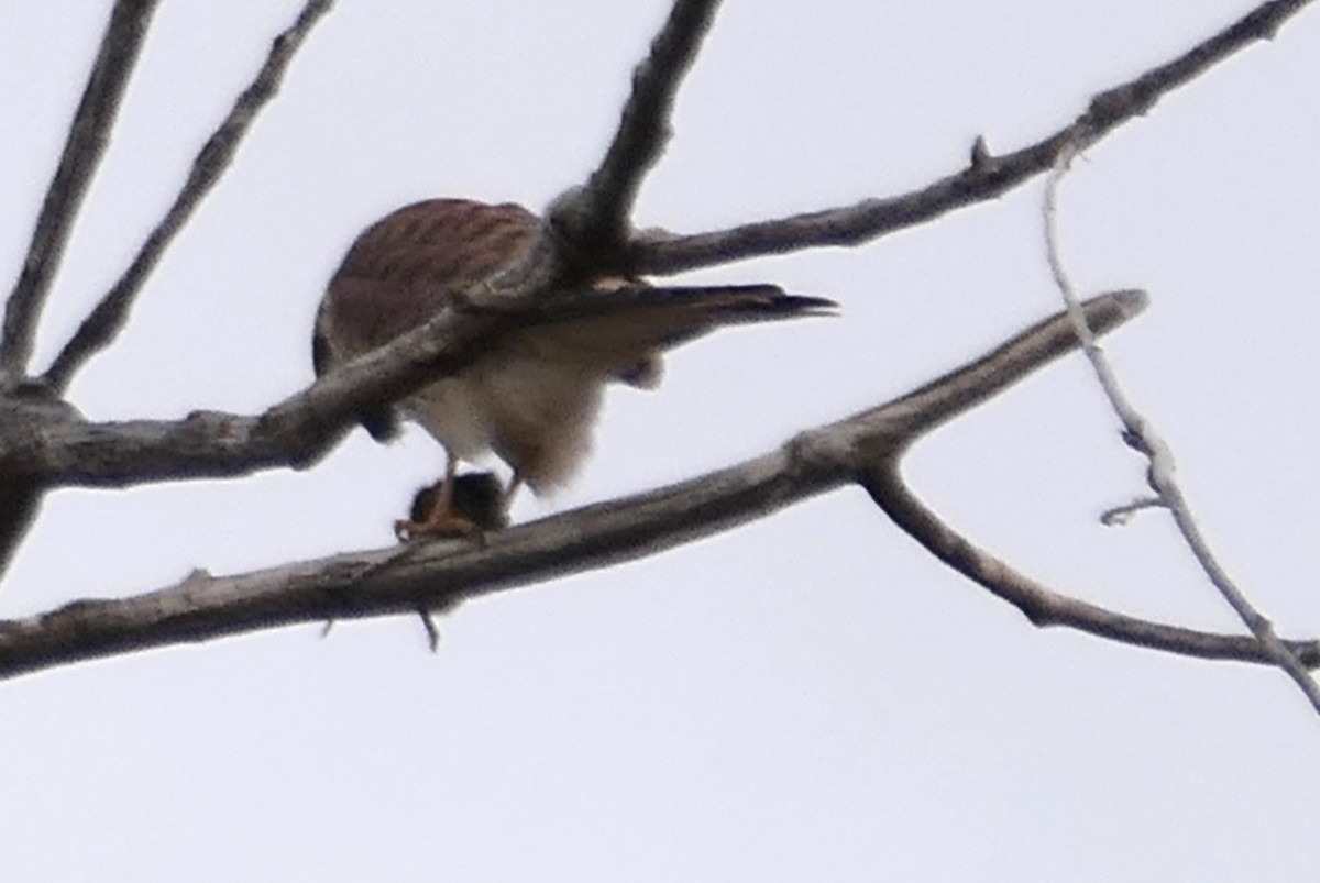 American Kestrel - ML645633532