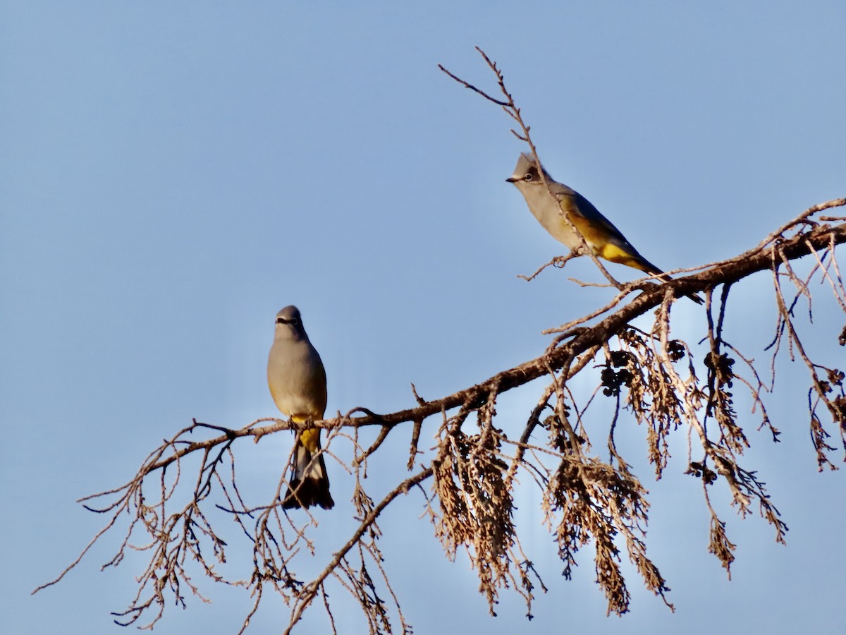 Gray Silky-flycatcher - ML645633533