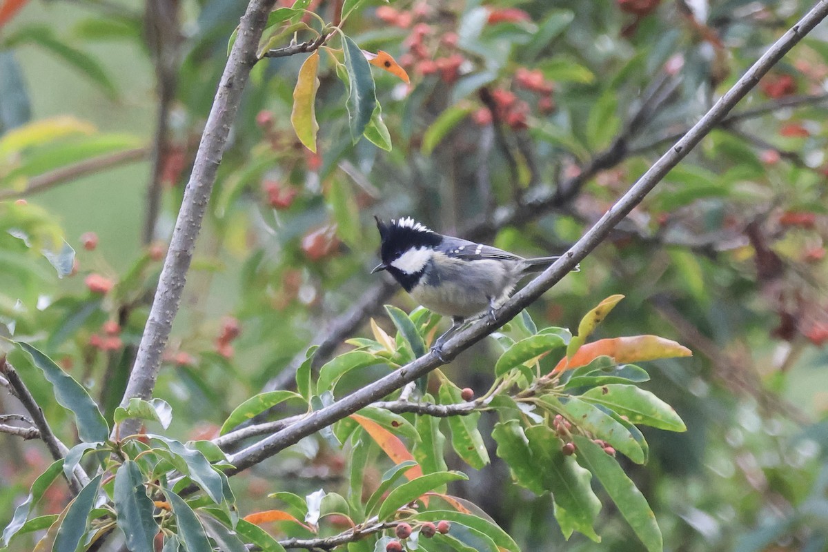 Өдөрч хөх бух - ML645633544